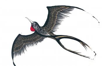 The Frigatebird